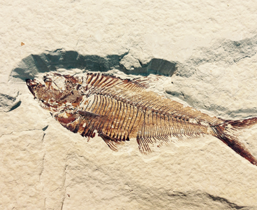 pittsburgh gem show fish fossil